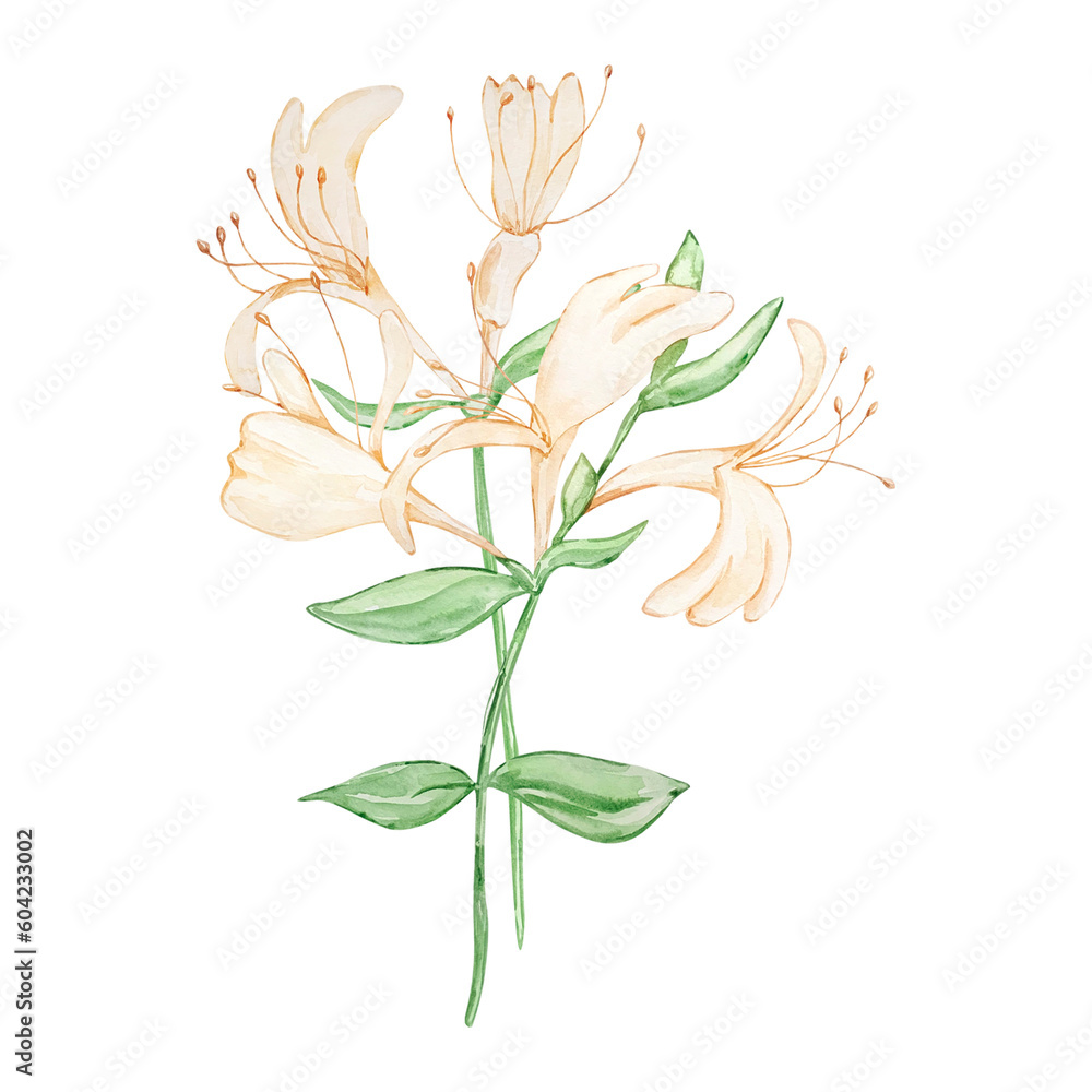 Watercolor bouquet honey suckle, june birth month flower