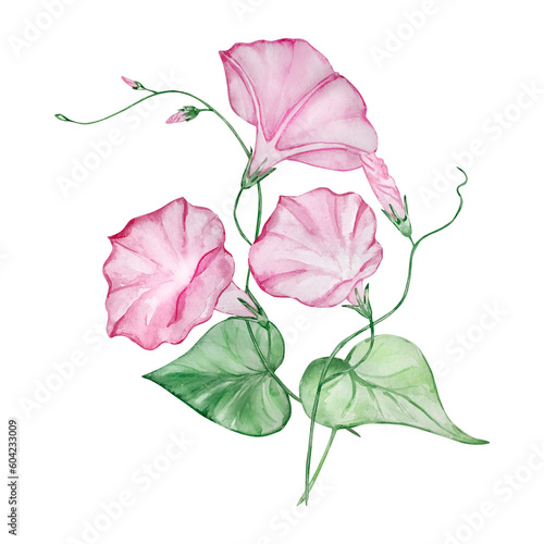 Photos Watercolor bouquet morning glory, september birth month flower
