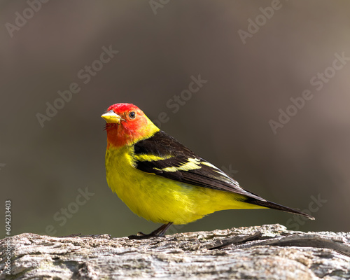 A male Western Tanager perches in the morning light.