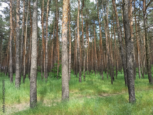 Fototapeta Naklejka Na Ścianę i Meble -  green forest in summer shot-close-up