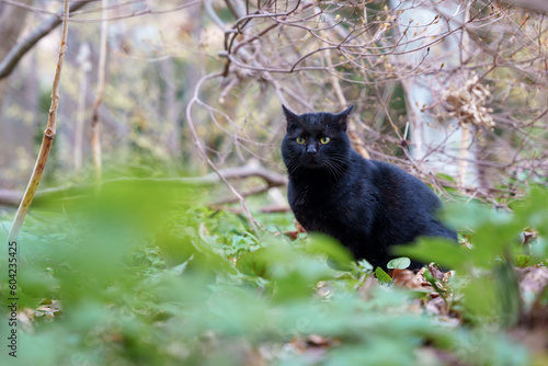 森の中で睨みをきかせる野生の黒猫