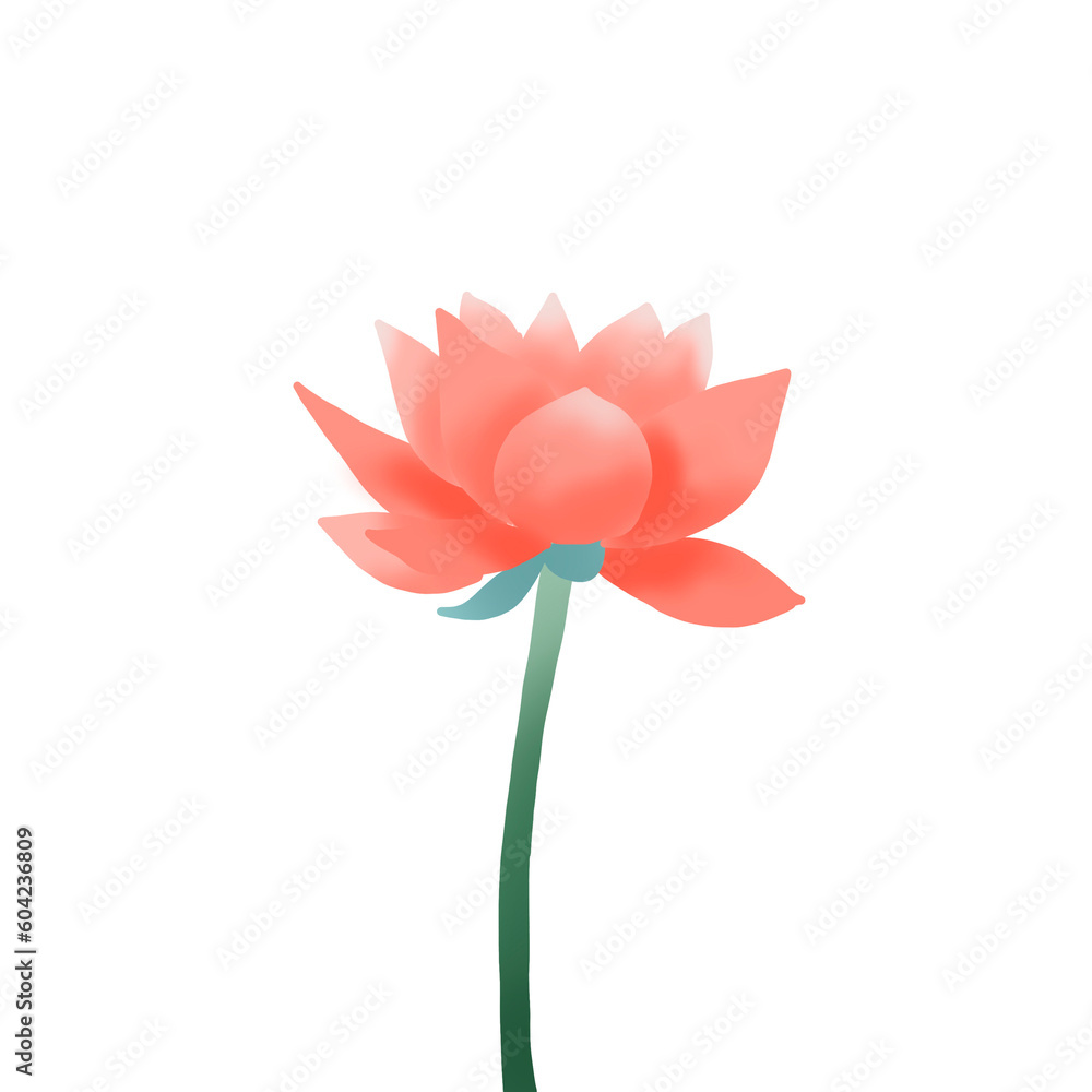 Pink flower Pink flower