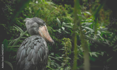 Very rare and nice the shoebill Balaeniceps rex. photo