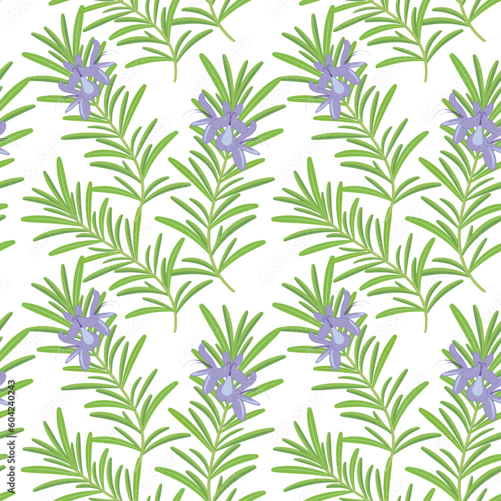 Seamless pattern - rosemary blooming on a white background.