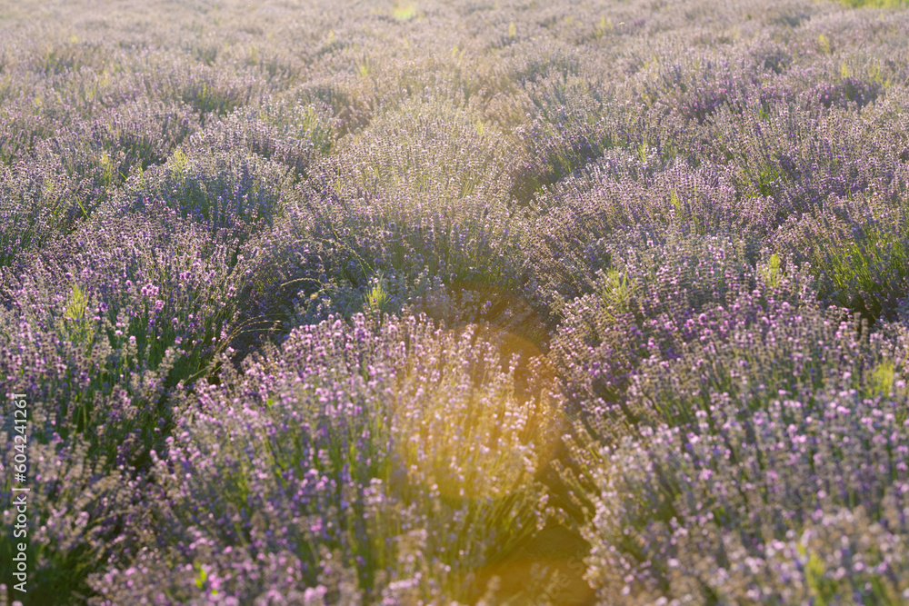Obraz premium Scenic view of purple lavender field at sunset on a sunny day in the countryside with rows of purple flowers