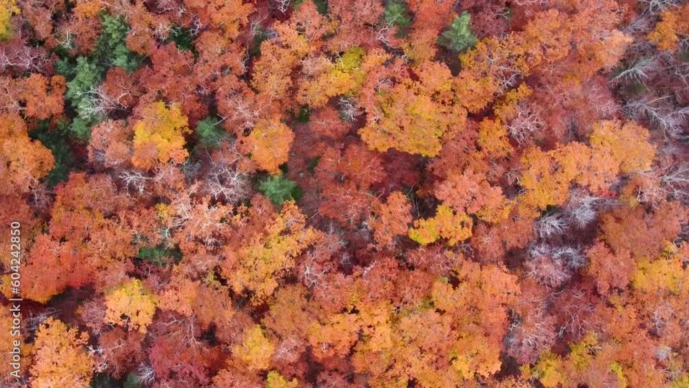 Aerial View of Colorful Treetops at the Peak of Autumn Aerial View of Colorful Treetops at the Peak of Autumn