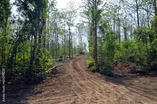 footpath in the woods © songkran