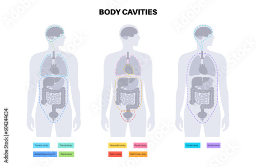 Body cavities poster