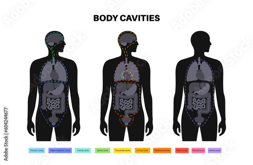 Body cavities poster