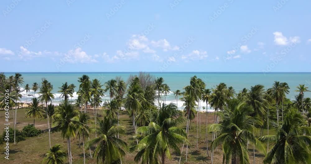 aerial view top of plam tree near bule beach water. aerial view top of plam tree near bule beach water.