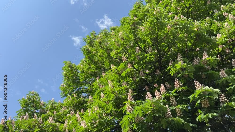 Horse chestnut tree flowering candles blossom on blue sunny sky. Horse chestnut tree flowering candles blossom on blue sunny sky.