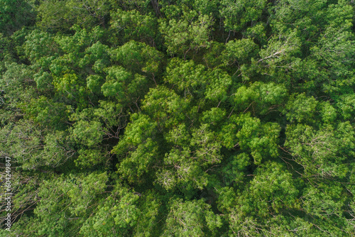 Aerial view tropical rain forest green tree with fog