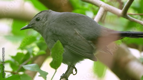 A Gray Catbird bird perched on a tree branch in summer Florida shrubs photo