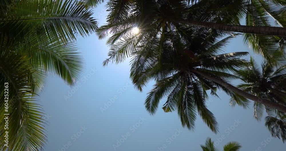 sky and plam tree at bottom up to blue sky sky and plam tree at bottom up to blue sky