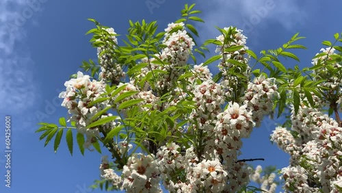 Blossom Yellowhorn Xanthoceras sorbifolium Shinyleaf tree goldenhorn, or Chinese flowering chestnut. photo