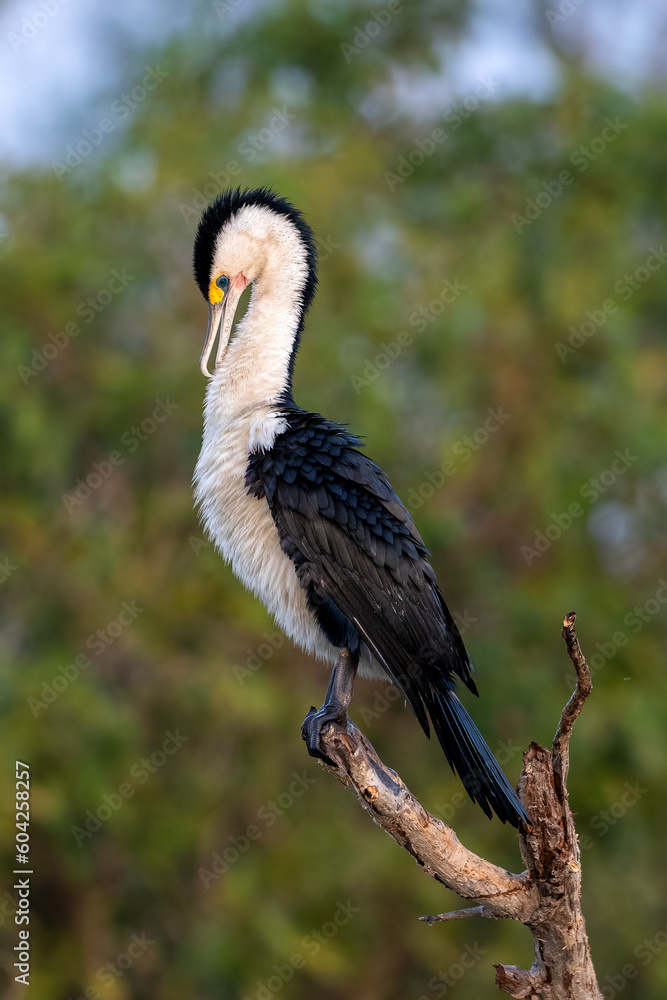 Fototapeta premium Pied Cormorant Phalacrocorax varius, in the Northern Territory, Australia