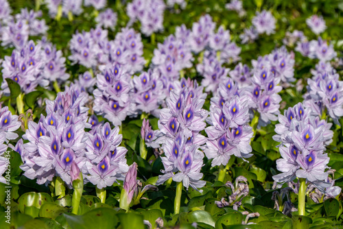 City pond overgrown with violet flowers water hyacinths.
