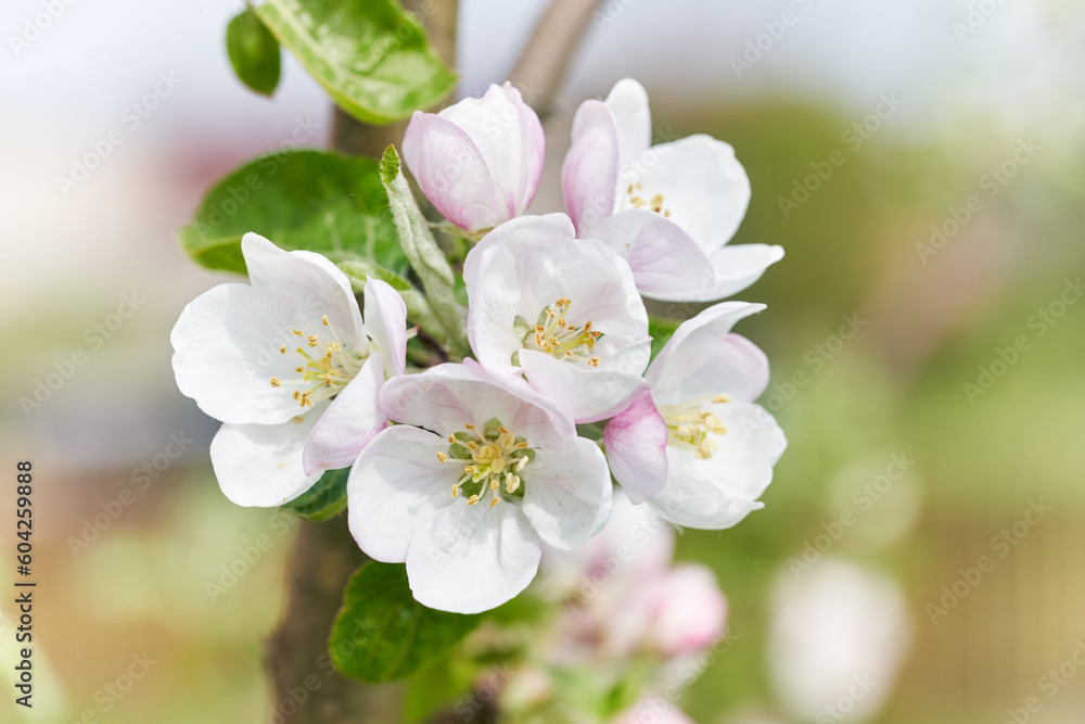 Apple tree blossom close-up. White apple flower on natural warm color background. Apple tree blossom close-up. White apple flower on natural warm color background.