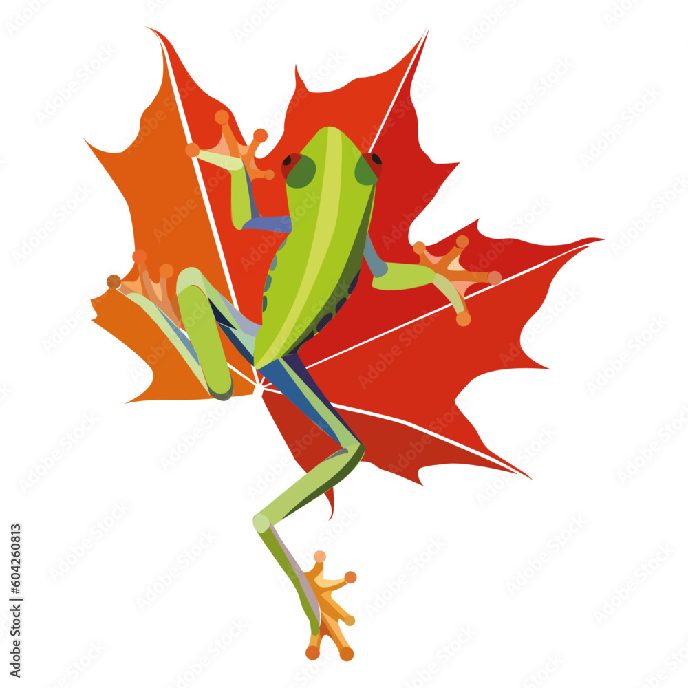 Fototapeta premium frog
