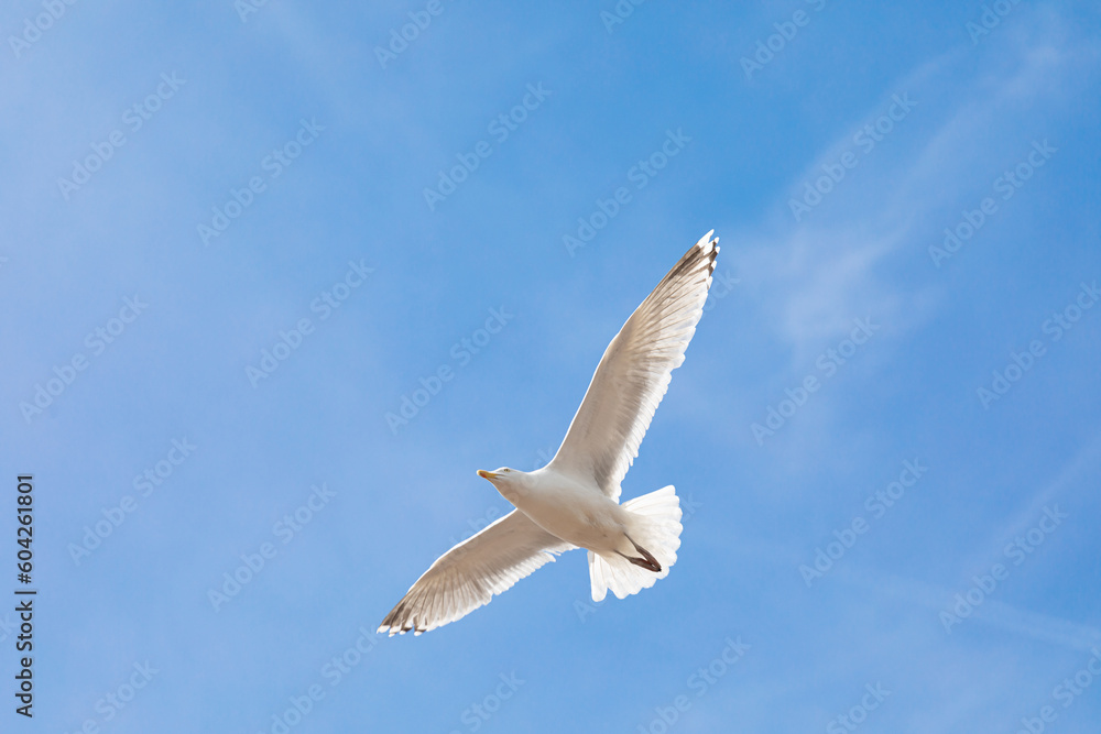 Seagull in flight, below against the blue sky Seagull in flight, below against the blue sky