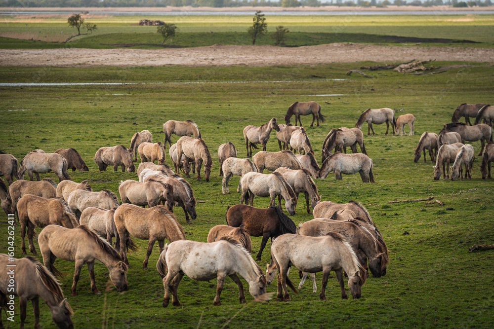 Obraz premium Herd of Konik horses in sunlight. Wild horses in Oostvaardersplassen nature reserve Flevoland in Netherlands