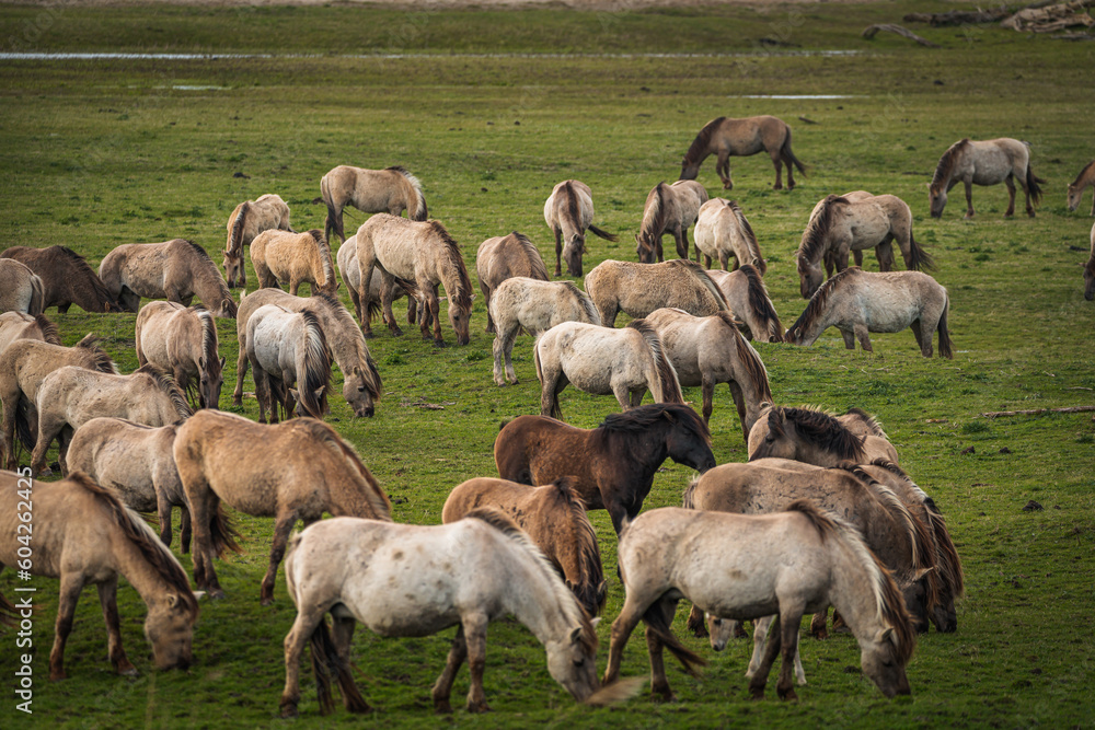 Herd of Konik horses in sunlight. Wild horses in Oostvaardersplassen nature reserve Flevoland in Netherlands Herd of Konik horses in sunlight. Wild horses in Oostvaardersplassen nature reserve Flevoland in Netherlands