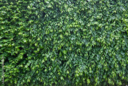 Ivy on a wall