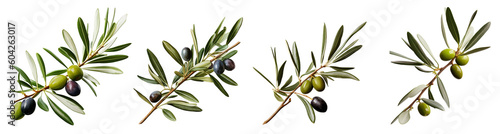 Olive branches with green and ripe olives on a transparent background, Generative AI