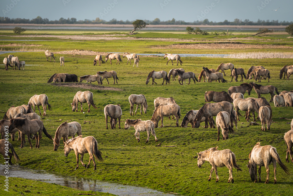 Herd of Konik horses in sunlight. Wild horses in Oostvaardersplassen nature reserve Flevoland in Netherlands