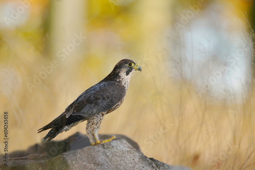 A peregrine falcon sitting on the stone. Falco peregrinus in the nature habitat. nests in the national park czech switzerland