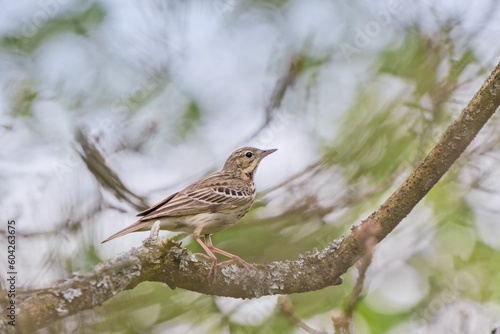 A Tree pipit sitting on the branch. Anthus trivialis. photo