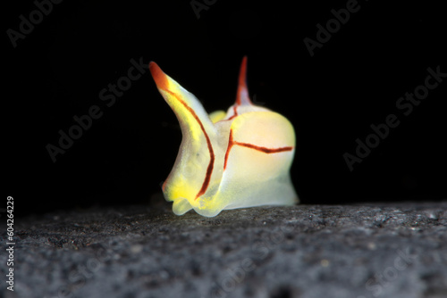 A tiny sea animal - sea slug - Siphopteron sp. Underwater macro life of Tulamben, Bali, Indonesia. photo