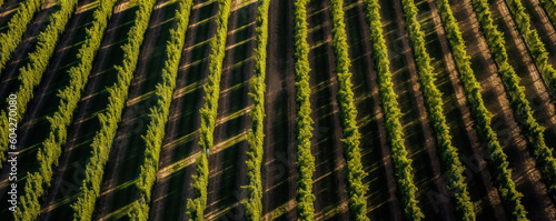 Stunning aerial perspective of a lush vineyard with striking shadow patterns on well-organized rows, capturing meticulous cultivation and vibrant natural lighting. Generative AI