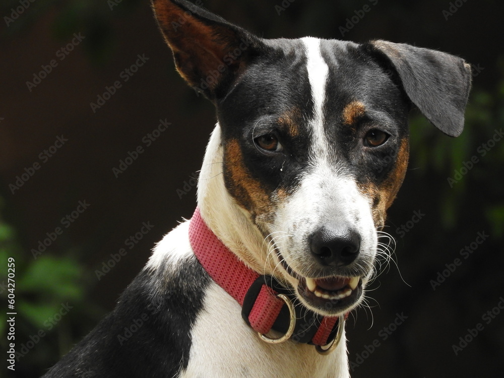 portrait of a dog portrait of a dog