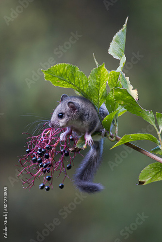 Foto dormouse (Glis glis) Ghiro