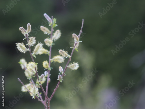 Fluffy willow buds on a blurry background © Любовь Челюканова
