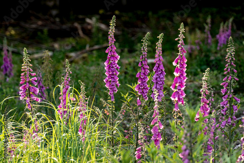 Group of purple flowering common foxglove plants (Digitalis purpurea) in a forest