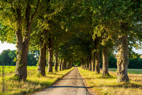 Idyllic country road lined by huge old lime trees (Tilia), Teutoburg Forest, Germany photo