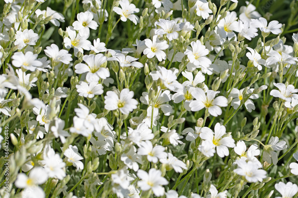 Filziges Hornkraut, Cerastium tomentosum, im Frühling Filziges Hornkraut, Cerastium tomentosum, im Frühling