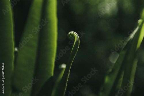 Amazing patterns created on leaves in a forest