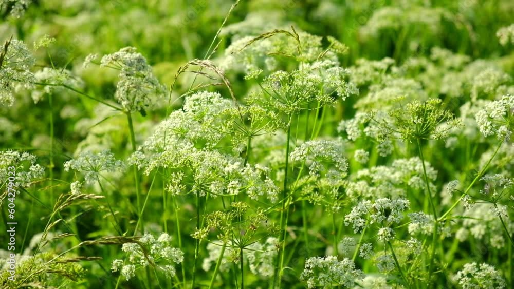 The cow parsley, Anthriscus sylvestris, is an umbelliferous plant. The wild chervil grow in meadow. Kupyr on a summer day, close-up, side view. White flowers on a green background.
The cow parsley, Anthriscus sylvestris, is an umbelliferous plant. The wild chervil grow in meadow. Kupyr on a summer day, close-up, side view. White flowers on a green background.