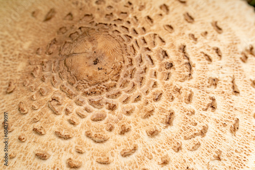 Full frame close-up of a parasol mushroom (Macrolepiota procera), suitable as a natural background