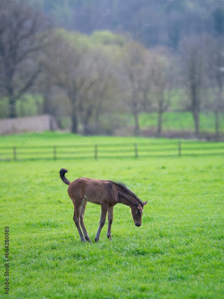 The foal on green pasture The foal on green pasture