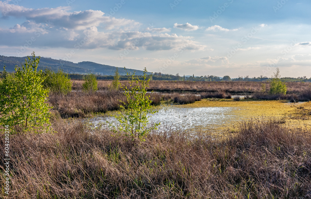 Obraz premium Bog Grosses Torfmoor in Germany.