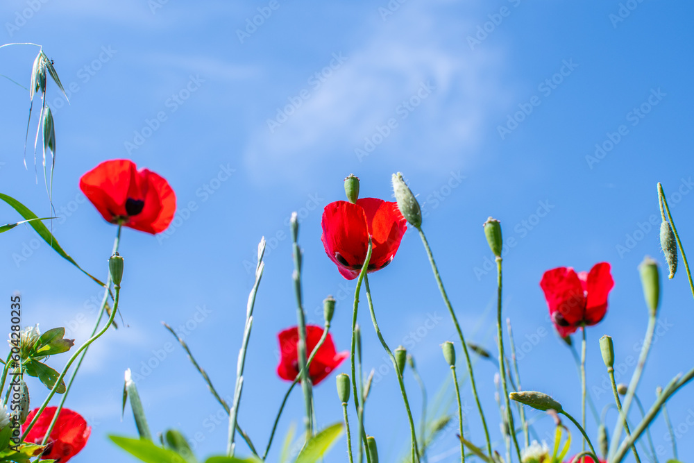 Obraz premium Photo of beautiful and wild black buttercups from below against blue sky with clouds. High-quality photo