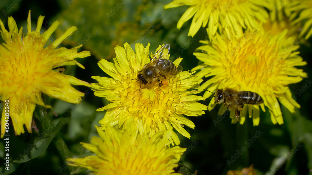 Blooming dandelions. Forest bees collect nectar. Blooming dandelions. Forest bees collect nectar.