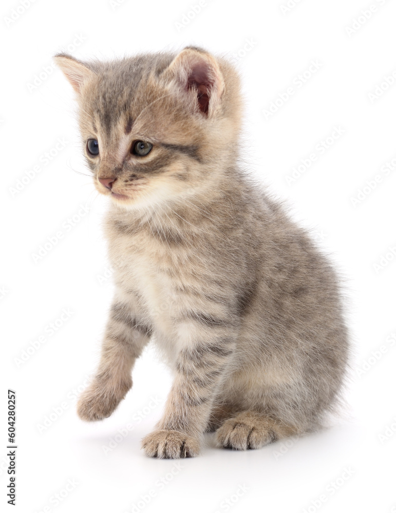 Kitten on white background. Kitten on white background.