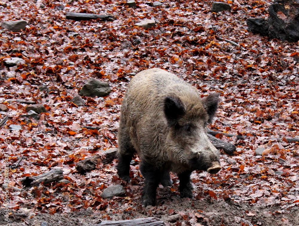 Wildschwein Wildschwein