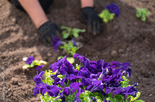 A woman plants flowers (petunias) in the ground in a street flowerbed.