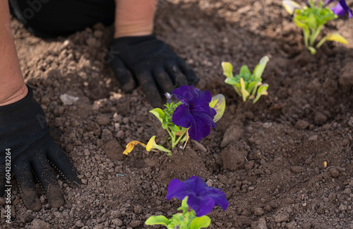 A woman plants flowers (petunias) in the ground in a street flowerbed.